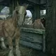 Skyrim Players Are Just Discovering Horses Can Report Your Crimes