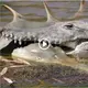 A freshwater crocodile that was swallowing an endangered sawfish was seen on camera (Video)