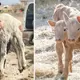 The birth of a calf with three heads has Saskatchewan people in consternation (Video)