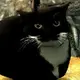 Skyrim Mod Adds Viral TikTok Meme Maxwell The Cat