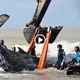 Incredible 28-hour rescue mission for a stranded humpback whale (Video)