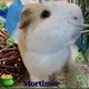 Gimme’ Shelter – Mortimer at Providence Animal Control Center