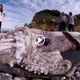 Weird events are taking place! Netizens are perplexed by a giant marine creature landing (Video)