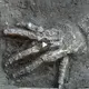 Scientists were astonished when they inadvertently discovered 16 hands buried in Egypt