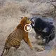Because the tiger’s babies make viewers’ hearts flutter, the valiant mother bear confronts the predator (Video)