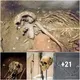 The astonishing 900-year-old “polar princess” mummy of a Russian was found near the Arctic Circle (VIDEO)