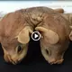 Two conjoined twin bats were a rare discovery in the rainforest that perplexed researchers! (Video)