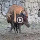 Terrible! The tiger Bengl’s razor-sharp teeth prevented the wild boar from escaping despite its best efforts. (Video)