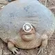 The “unique creature’s” spherical physique, colored patches, and amazing facial expressions confuse everyone (Video)