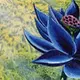 Magic: The Gathering's Black Lotus Sells For Record-Breaking $540,000