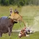 Can you predict what will happen when you hear the hungry hippo wanting to eat with the lions speak out loud? (Video)
