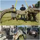One of two enormous alligators captured in Mississippi weighs 727 pounds in weight