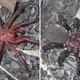 New ‘giant’ spider discovered in central Queensland