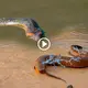 Anaconda and electric fish in the Amazon Basin: A intriguing interaction that deserves exploration (Video)