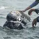 The whale asked for human assistance to relieve the agonizing anguish brought on by the oyster that moved so many people (Video)
