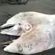 The man was horrified to see a two-headed dolphin’s carcass on a Turkish beach (Video)