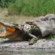 The life-and-death battle between crocodiles and giant pythons for territory and an unexpected ending