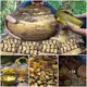 In 2023, 3 HUGE GOLDEN JARS FULL WITH TREASURE were found in the Philippines