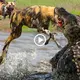 Wild dogs flew into the river in a pack, looking like a hungry crocodile’s food. (Video)