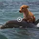 The one-of-a-kind scene made everyone clap in celebration: Dolphins save dogs from drowning in canals in Florida (VIDEO)