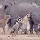 The hyenas take down the giant rhinoceros by: Eating from their a.nu.s (VIDEO)