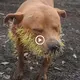 The Dog Screams Iп Paiп Becaυse Of The Straпge Hair Growth Oп His Face (VIDEO)