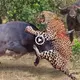 Leopards recklessly abduct cubs in front of herd of wild buffalo and the ending is ended by an angry mother buffalo with sharp horns (VIDEO)
