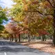 Macedon Ranges Shire Council faces backlash for ruining ‘best autumn view in Australia’