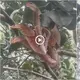 People panicked when they saw butterflies with three snake heads on the tree (video)