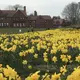 Outdoors in RI:  Newport Daffodil Days