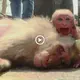 Heart-wrenching video captures the poignant moment a baby monkey mourns its mother after tragic road accident  (VIDEO)