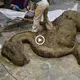 A hundred-year-old giant dragon appeared in South Africa, confusing the whole world (VIDEO)