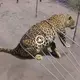 The stupid jaguar got stuck in the villager’s steel fence and the ending was unexpected (VIDEO)