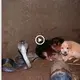 A king cobra is extremely venomous but has helped puppies that someone threw into a well (VIDEO)