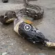Shocking video shows ‘giant’ python strangling two cocks, causing many passersby to panic (Video)