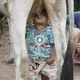 I burst into tears when I saw an 18-month-old orphaned boy whose parents had to drink cow’s milk directly to forget his hunger (VIDEO)