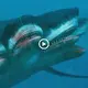 For the first time on the planet the rare 4-headed Shark appeared, confusing the scientific world (video)