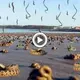 Unbelievable Phenomenon: Thousands of Snakes Falling from the Sky in India (Video)