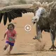 Terrified giant birds go crazy attacking humans and unexpected endings (Video)