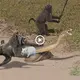 The monkeys together to save the mouse from the king cobra surprised many scientists and animal lovers (video)