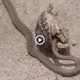 Witness the moment the master cobra hunter tries to attack the turtle and the end (VIDEO)