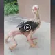 The only four-legged chicken in the world was discovered by Thai people, causing many discussions online (VIDEO)