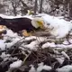 EagleCam shows heavy winds blow nest from tree; eaglet dies