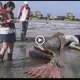 Fishermen find the body of the last mermaid on the coast of China, causing a stir (VIDEO)