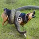 The stupid dog attacked the giant python and received a bitter ending (VIDEO)