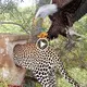 The leopard pounces on a giant baby bird right from its nest and ends up getting stuck in the head (VIDEO)