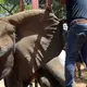 Foreign veterinarians save sick elephant at Pakistani zoo