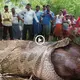 The people of India were heartbroken when they witnessed the sight of a 15-foot-long giant python devouring huge prey (video)