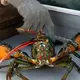 Do-not-eat listing draws lawsuit from Maine lobster industry