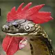 The extremely unusual crested snake that resembles a rooster has just been found-video (VIDEO)